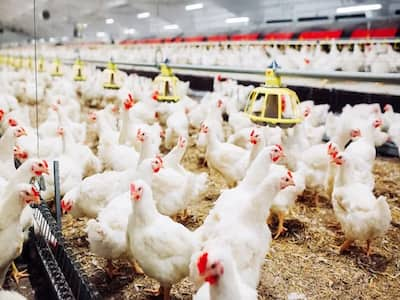 Avian Influenza Outbreaks In Animals: Humans At Risk Too, Warn FAO, WHO And WOAH