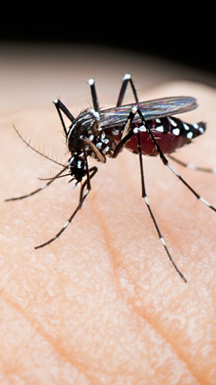 Dengue Cases In Delhi: 10 Food To Eat For Fast Recovery