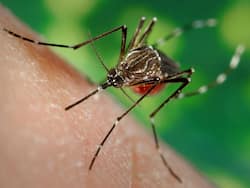 देशभर में मंडरा रहा डेंगू का खतरा, जानिए इसके लक्षण और बच्चों को डेंगू के मच्छर से सुरक्षित रखने के टिप्स