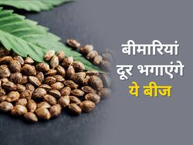 चिया सीड्स नहीं वेट लॉस के लिए खाएं हेम्प सीड्स, जान जाएंगे इनके फायदे तो आज ही खरीद लाएंगे ये सुपरफूड्स