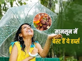 बरसात में बढ़ने लगती हैं कई परेशानियां, इन जड़ी-बूटियों से मानसून में शरीर की आधी से ज्यादा परेशानियां करें दूर बरसात में बढ़ने लगती हैं कई परेशानियां, इन जड़ी-बूटियों से मानसून में शरीर की आधी से ज्यादा परेशानियां करें दूर