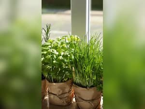 5 Herbs For Happiness: Uses, Benefits And Side-Effects