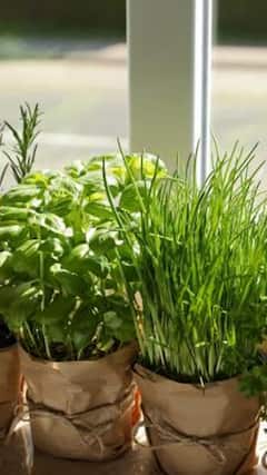 5 Herbs For Happiness: Uses, Benefits And Side-Effects
