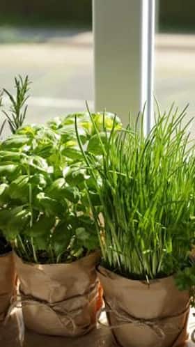 5 Herbs For Happiness: Uses, Benefits And Side-Effects