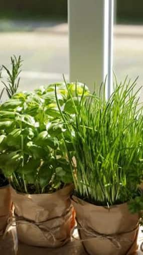 5 Herbs For Happiness: Uses, Benefits And Side-Effects