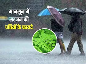 मानसून में खाएं सहजन की कोमल पत्तियां, ये बीमारियां रहेंगी कोसों दूर