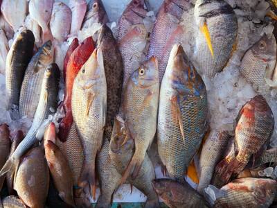 National Fish Farmer’s Day: 5 Reasons Why You Should Add Fish To Your Diet