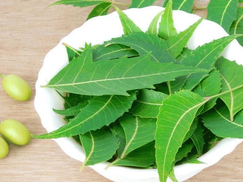 Neem Leaves Benefits: रोज चबाएं नीम की पत्तियां, दूर होंगी ये बीमारियां