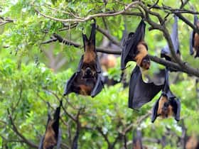Nipah Virus Circulation Among Fruits Bats In India Confirmed: Why This Is Concerning?