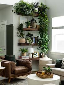 घर में लगाएं ये 10 इंडोर प्लांट्स, हवा होगी साफ हेल्दी रहेंगे आप