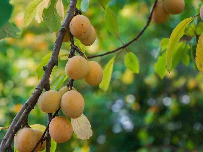 8 Types Of Plums To Add To Your Diet For Amazing Health Benefits