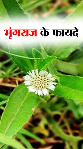 भृंगराज क्या है, जानिए इसके 7 फायदे