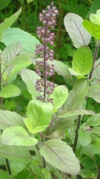 Grow These 8 Medicinal Plants At Home