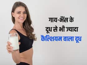 लोहे सी हड्डियां चाहिए तो गाय-भैंस का दूध नहीं बल्कि पिएं ये 5 प्लांट बेस्ड मिल्क