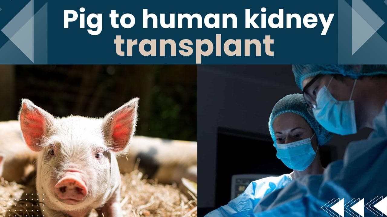 PigtoHuman kidney Transplant !