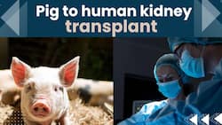 Pig-to-Human kidney Transplant !