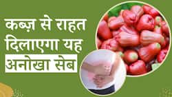 Water Apple Benefits: कब्ज़ से राहत दिलाएगा यह अनोखा सेब, जानें इसके हैरान कर देने वाला फायदे