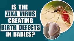 Zika Virus detected in India: learn about the early warning signs, symptoms, prevention, and treatment