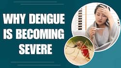The Cause Of The Increasing Severity Of Dengue Fever Cases