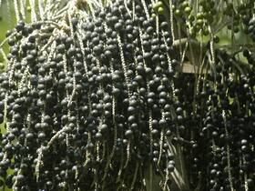 6 Health Benefits Of Acai Berries And Mouth Savoring Recipes You Can Try
