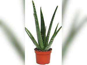 Aloe Vera Health Benefits: How To Make Aloe Vera Face Mask For Glowing Skin?