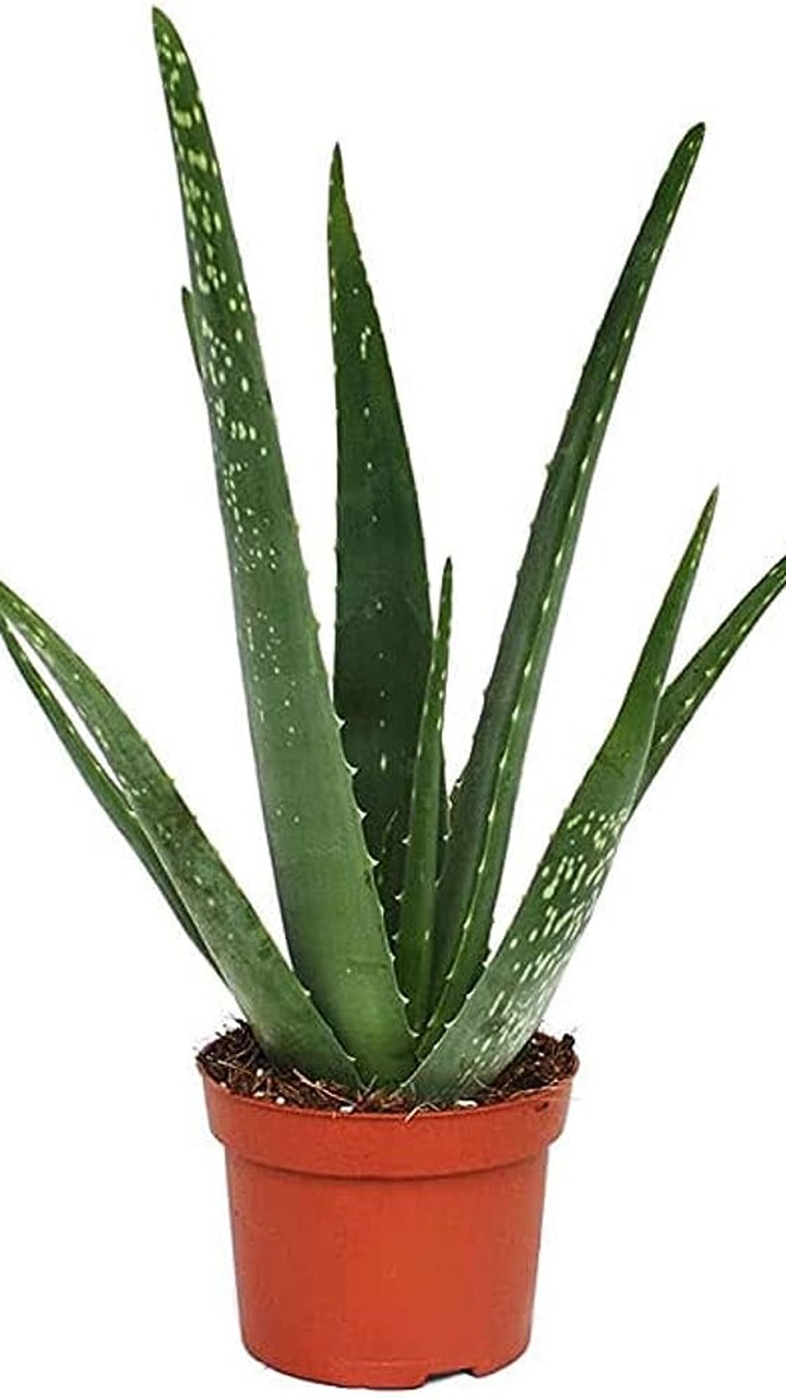 Aloe Vera Health Benefits: How To Make Aloe Vera Face Mask For Glowing Skin?