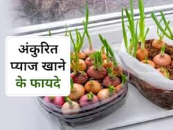 नसों में बैड कोलेस्ट्रॉल को खून से अलग कर देगा अंकुरित प्याज, जानिए किन बीमारियों के रिस्क को करता है कम