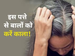 सफेद होते बालों को काला कर सकता है ये पत्ता, बिना पैसे खर्च किए बालों को मिलेगी मजबूती