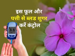 इस पौधे के फूल और पत्तियों से डायबिटीज हो सकता है कंट्रोल, कुछ ही दिनों में शुगर लेवल को जाएगा कम