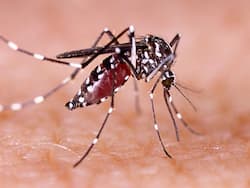 Increase In Dengue Cases: Common Symptoms From Mild To Severe