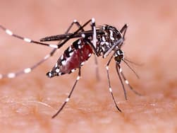 Increase In Dengue Cases: Common Symptoms From Mild To Severe