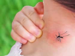 Mosquito Disease: मच्छरों से होने वाली ये 4 गंभीर बीमारियां जिनके शुरुआती लक्षणों को नहीं करना चाहिए इग्नोर