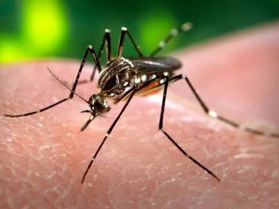 Dengue On The Rise In India: Early Signs of The Deadly Disease You Shouldn't Ignore