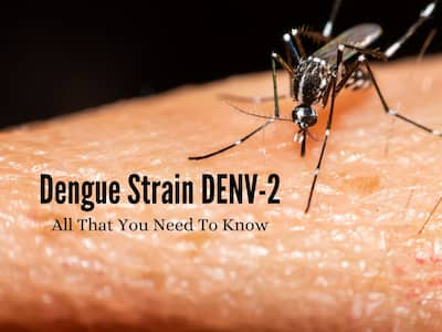 Dengue Strain DENV-2 Spreading Rapidly In Delhi: National Capital Reports Highest Cases In 6 Years