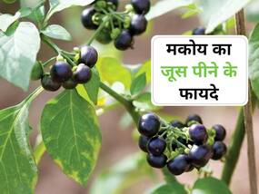 हर तरह के दर्द में लाभकारी है मकोय जूस, जानिए मकोय के 5 फायदे