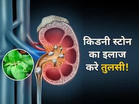 किडनी स्टोन से लेकर बढ़ते तनाव को कम कर सकती हैं तुलसी की पत्तियां, ऐसे करें इस्तेमाल
