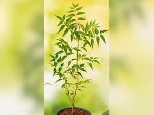 9 Health Benefits Of Neem Leaves