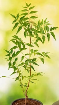 9 Health Benefits Of Neem Leaves