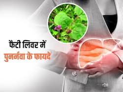 फैटी लिवर के लिए रामबाण है ये 1 आयुर्वेदिक औषधि, खत्म हो जाता है लिवर डैमेज होने का खतरा!