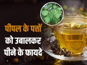 पीपल के पत्तों को उबालकर पीने से मिलते हैं ये 5 जबरदस्त फायदे, जानें सेवन का सही तरीका