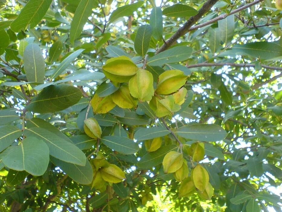 Ditor Tree Datun नीम-बबूल ही नहीं इन 5 पेड़ों की दातुन करने से मिलेंगे कई जबरदस्त फायदे ...