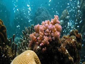 Unveiling The Health Risks Of Ingesting Microplastics: Who Is More Vulnerable?