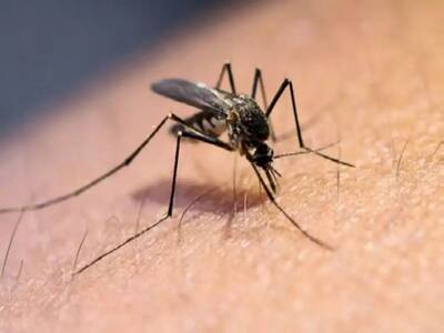 Dengue Sweeps Through Kolkata: Experts Say Infection Rate May Rise