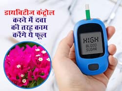 सड़क किनारे खड़ा फूल का पेड़ शरीर से ब्लड शुगर की करेगा छुट्टी, ये है डायबिटीज कंट्रोल करने वाला खास नुस्खा