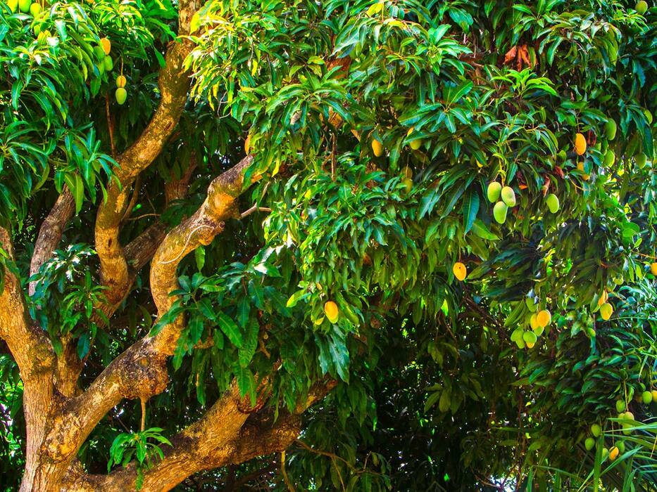 Ditor Tree Datun नीम-बबूल ही नहीं इन 5 पेड़ों की दातुन करने से मिलेंगे कई जबरदस्त फायदे ...