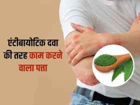 एंटीबायोटिक दवाओं को भी फेल कर देंगे इस पेड़ के पत्ते, स्किन इन्फेक्शन से परेशान इस तरीके से करें इलाज एंटीबायोटिक दवाओं को भी फेल कर देंगे इस पेड़ के पत्ते, स्किन इन्फेक्शन से परेशान इस तरीके से करें इलाज