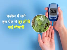 डायबिटीज और हाई ब्लड शुगर जैसी कई बीमारियों को कंट्रोल करेगी पीपल की छाल, जानें इस्तेमाल का तरीका