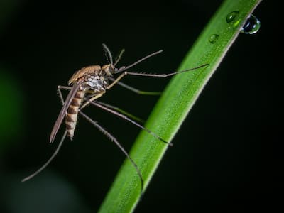 Dengue Surge In India: 2 Deaths Reported In NCR, Hospitals On High Alert