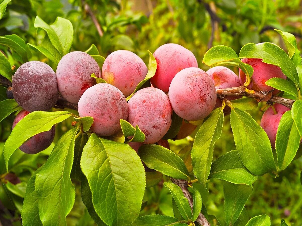 10 Benefits of Eating Plums For Your Body - Minneopa Orchards