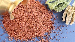 Finger Millet During Pregnancy: 9 Health Benefits Of Ragi For Lactating Mothers